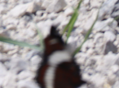 Limenitis arthemis rubrofasciata