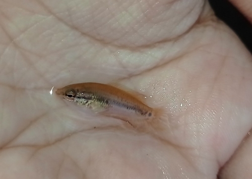 Brown spiketail paradisefish (Pseudosphromenus cupanus) — Osphronemidae — 2