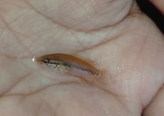 Pseudosphromenus cupanus