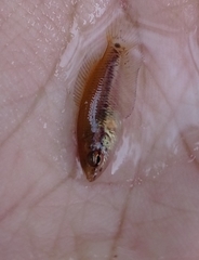 Pseudosphromenus cupanus