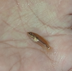 Pseudosphromenus cupanus