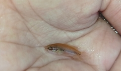 Pseudosphromenus cupanus