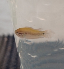 Pseudosphromenus cupanus