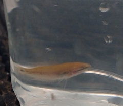 Pseudosphromenus cupanus