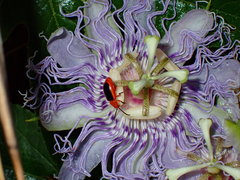 Disonycha discoidea