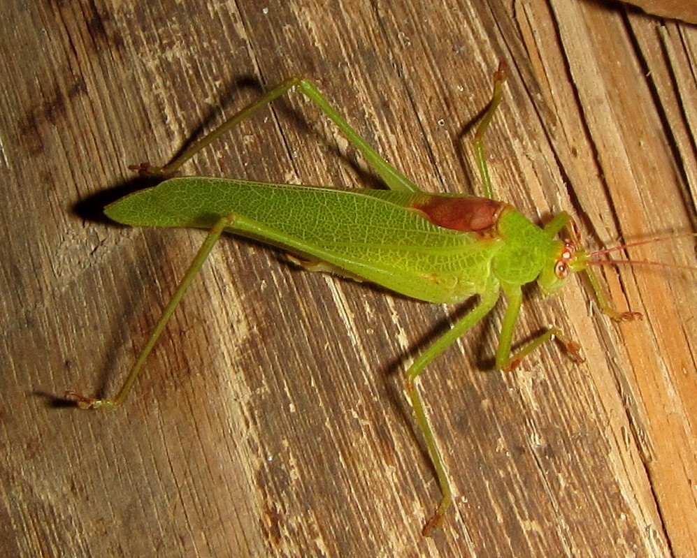 Savanna Bushcrickets