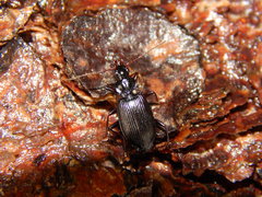 Platynina