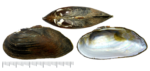 Nodularia douglasiae