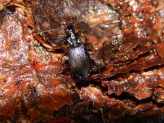 Platynina