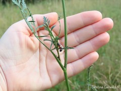 Camponotus barbaricus