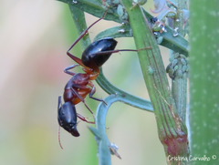 Camponotus barbaricus