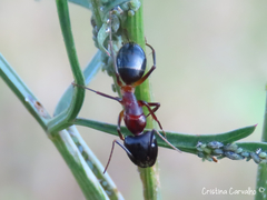 Camponotus barbaricus