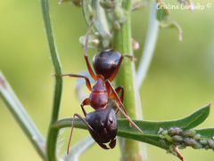 Camponotus barbaricus