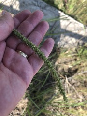 Setaria macrostachya