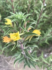 Oenothera rubricaulis