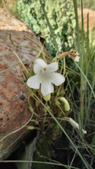 Streptocarpus vandeleurii