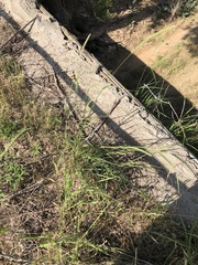 Setaria macrostachya