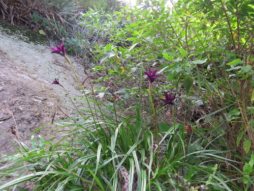 Barbacenia purpurea, photograph 3