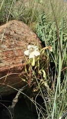 Streptocarpus vandeleurii