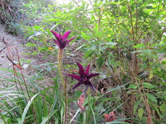 Victor Farjalla Pontes, CC BY, iNaturalist via GBIF Barbacenia purpurea, photograph Victor Farjalla Pontes, CC BY, iNaturalist via GBIF