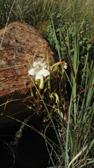Streptocarpus vandeleurii