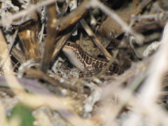 Heremites auratus