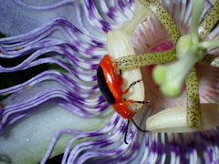 Disonycha discoidea