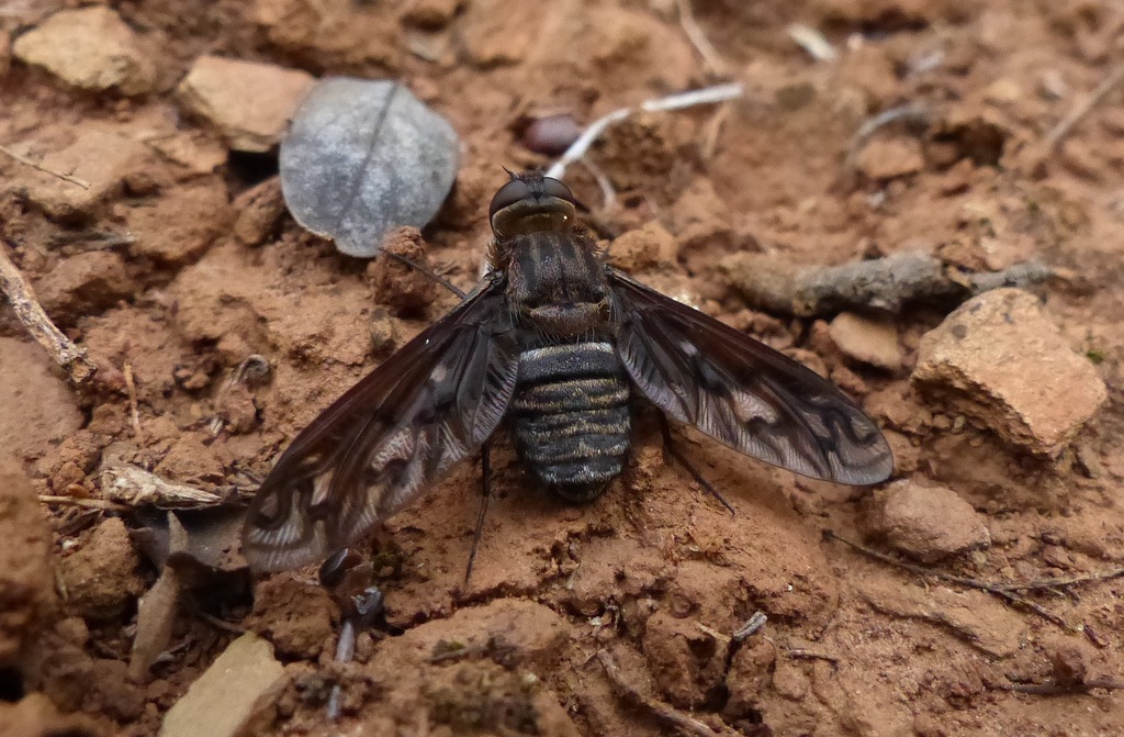 Heteralonia leucothyrida