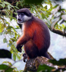 Pennant's Red Colobus photo 1