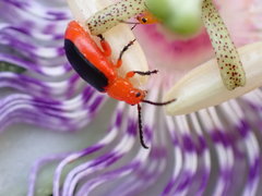 Disonycha discoidea