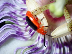 Disonycha discoidea