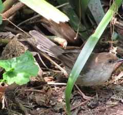 Cisticola hunteri