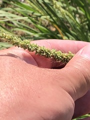 Setaria macrostachya