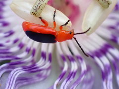 Disonycha discoidea