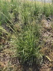 Setaria macrostachya