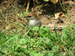 Cisticola hunteri