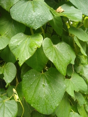 Aristolochia tomentosa