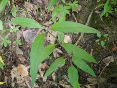 Silphium asteriscus trifoliatum