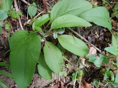 Silphium asteriscus trifoliatum