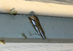 Catoptria permutatellus