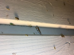 Catoptria permutatellus