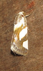 Acontia trimaculata