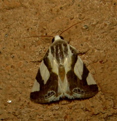 Acontia trimaculata
