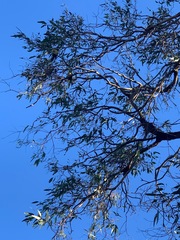 Manorina melanophrys