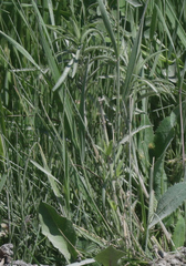 Achillea alpina multiflora