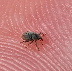 Tychius meliloti