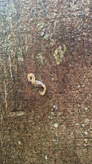 Bipalium pennsylvanicum