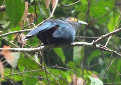 Phaenicophaeus sumatranus