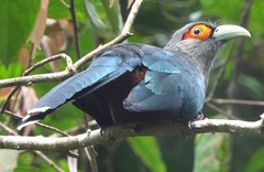 Phaenicophaeus sumatranus