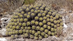 Ferocactus robustus